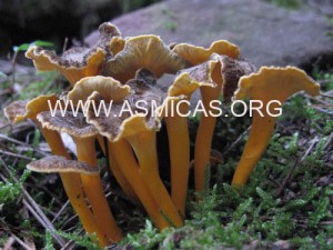 cantharellus_lutescens