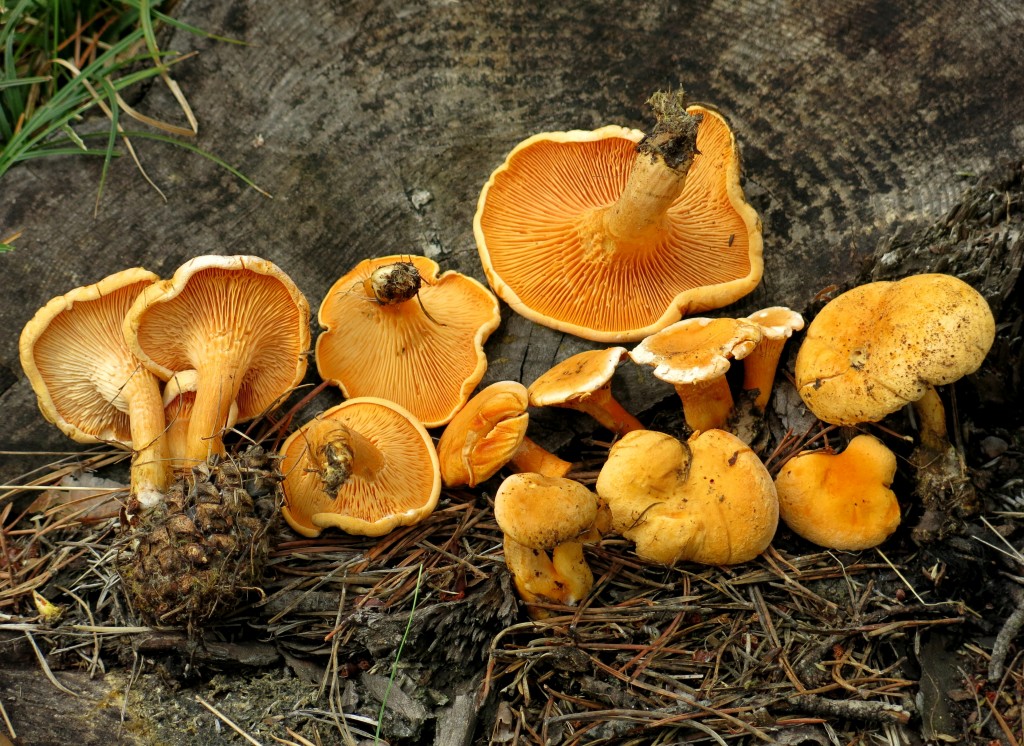 Hygrophoropsis Aurantiaca ASMICAS Hygrophoropsis Aurantiaca ASMICAS